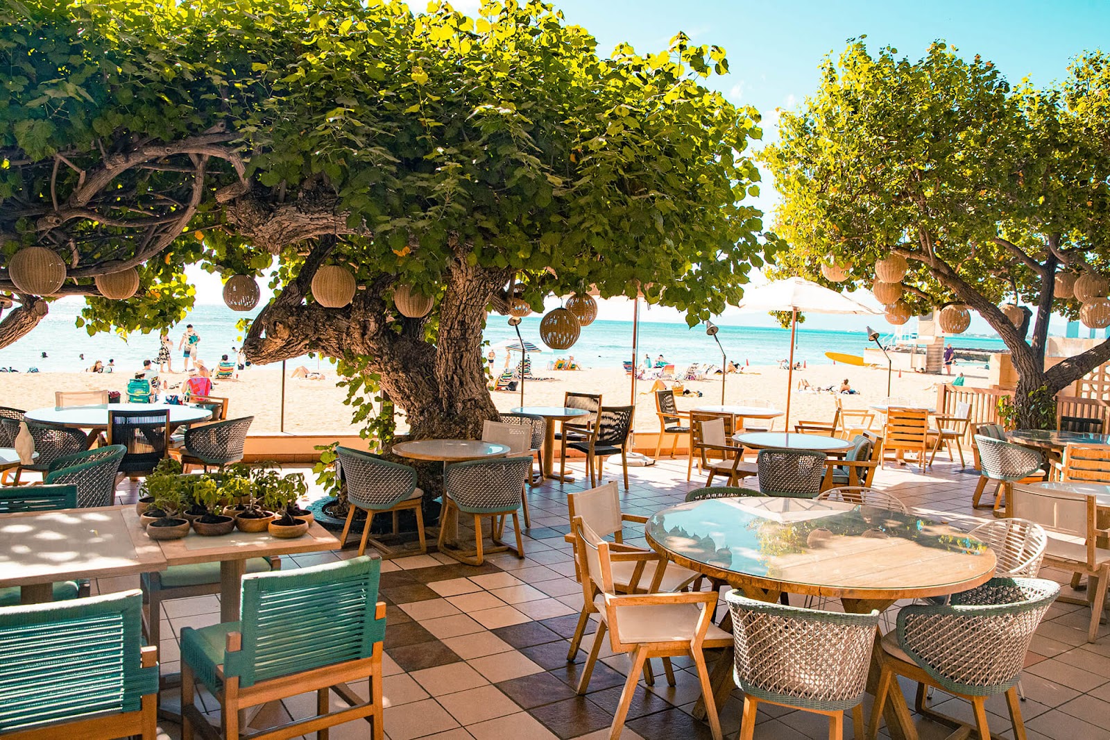 Hau Tree in Honolulu