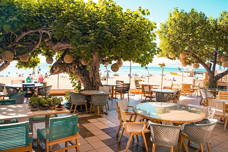 Hau Tree in Honolulu