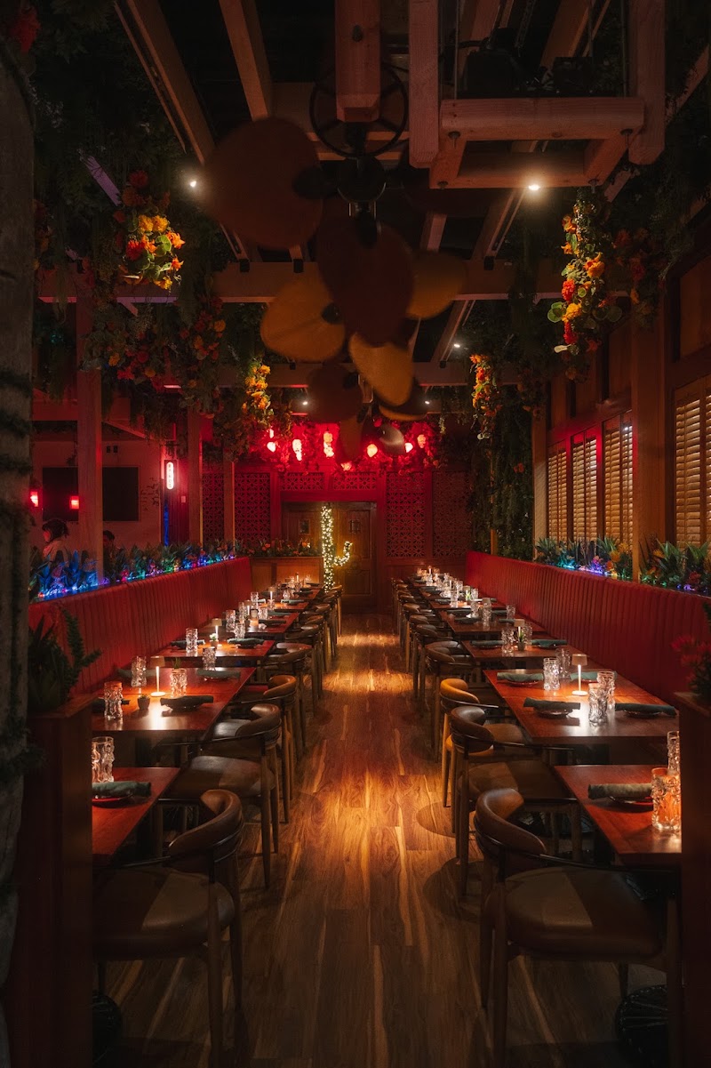 Gato Exotico in Cambridge